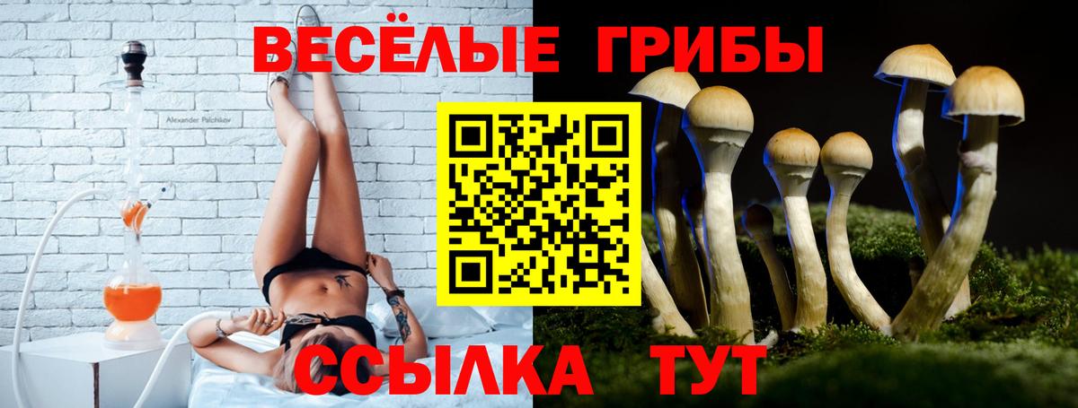 Псилоцибиновые грибы Cubensis Тверь